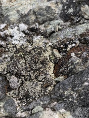 Psora rubiformis