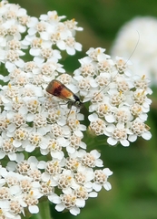 Nemophora fasciella