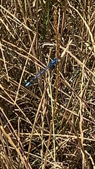 Enallagma cyathigerum