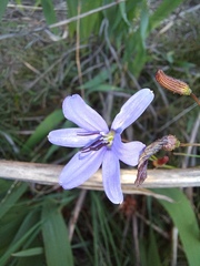 Agrostocrinum hirsutum