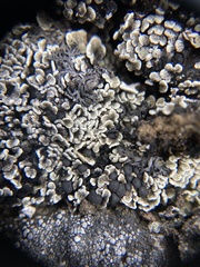 Psora rubiformis