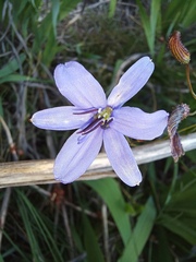 Agrostocrinum hirsutum