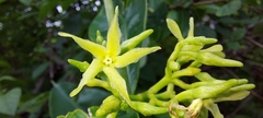 Cryptolepis buchananii