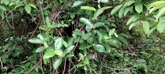 Cryptolepis buchananii