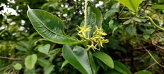 Cryptolepis buchananii