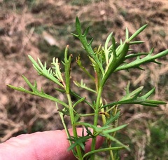 Haloragis heterophylla