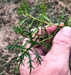 Haloragis heterophylla