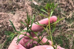 Haloragis heterophylla