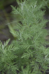 Artemisia abrotanum