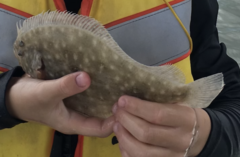 Pseudorhombus jenynsii