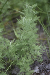 Artemisia abrotanum