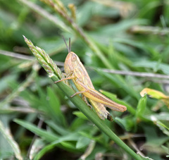 Euchorthippus declivus