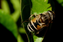 Eristalis arbustorum