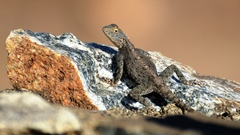 Agama kirkii