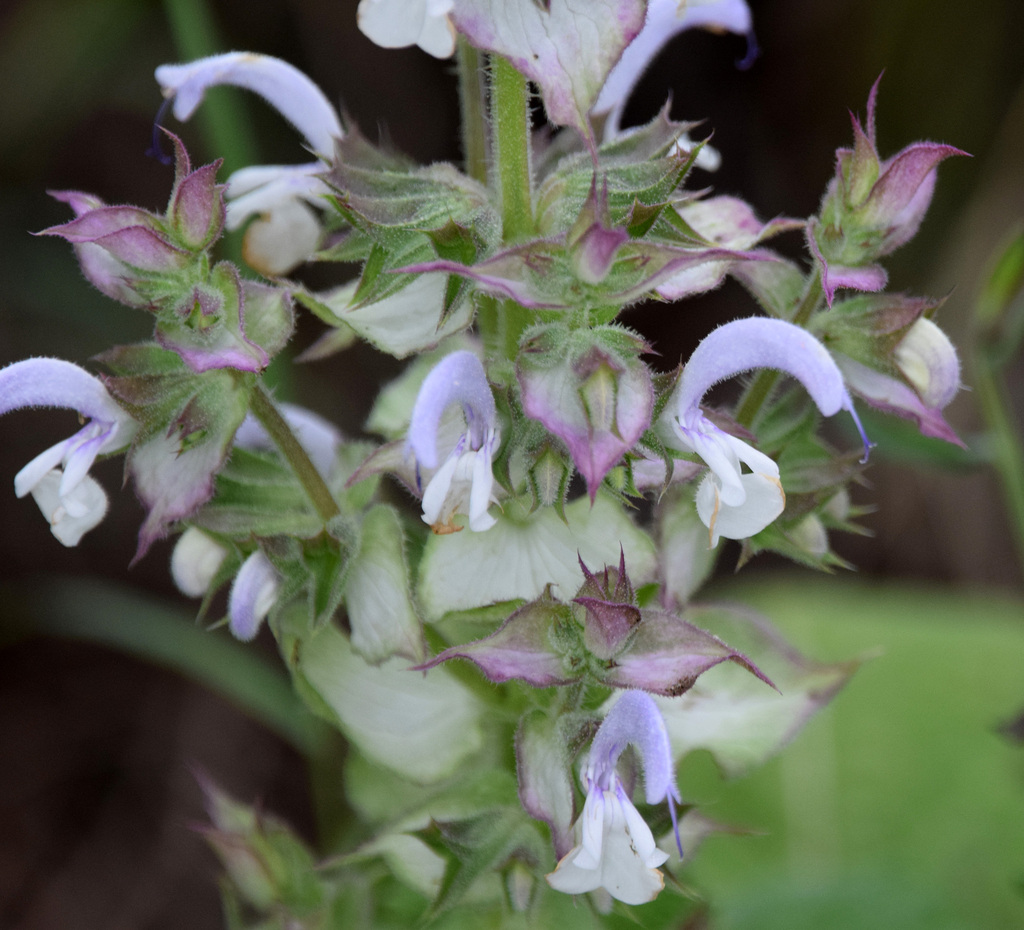 Salvia sclarea — a medium houseplant, prefers full sun light