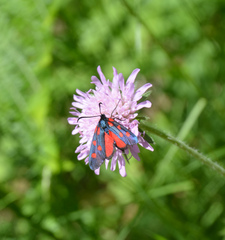 Zygaena angelicae