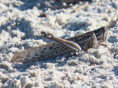 Schistocerca gregaria flaviventris