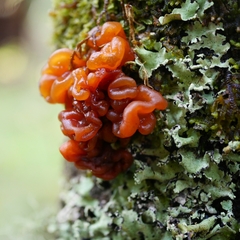 Phaeotremella fimbriata