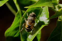 Eristalis arbustorum