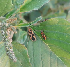 Tropidothorax sternalis