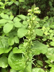 Dactylorhiza viridis
