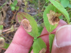 Ectoedemia septembrella