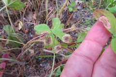 Ectoedemia septembrella