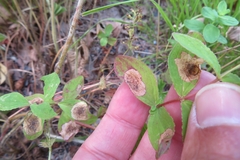 Ectoedemia septembrella