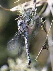 Rhionaeschna intricata