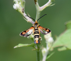 Pyropteron minianiforme