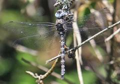 Rhionaeschna intricata