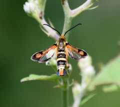 Pyropteron minianiforme