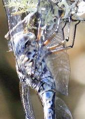 Rhionaeschna intricata