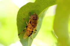 Eristalinus taeniops
