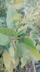 Tropidothorax sternalis