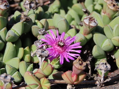 Antimima granitica