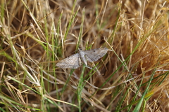 Eupithecia simpliciata