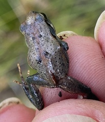 Crinia subinsignifera