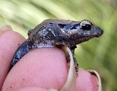 Crinia subinsignifera