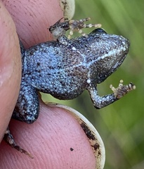 Crinia subinsignifera