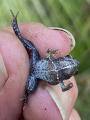 Crinia subinsignifera
