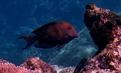 Ctenochaetus striatus