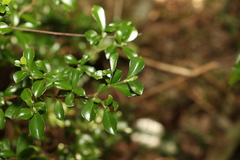 Psychotria daphnoides