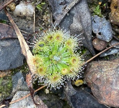 Drosera platystigma