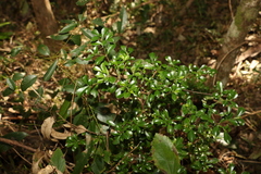 Psychotria daphnoides