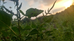 Tropidothorax sternalis