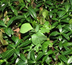 Cornus sanguinea australis