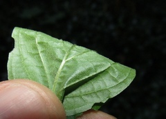 Cornus sanguinea australis