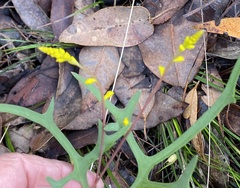 Synaphea gracillima