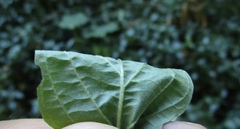 Cornus sanguinea australis